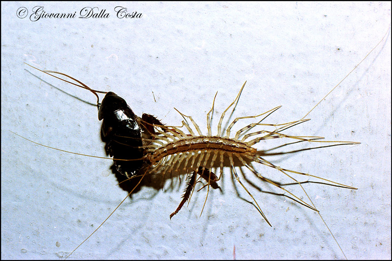 Scutigera coleoptrata che preda Blatta orientalis